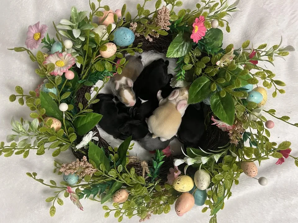 Baby rabbits nestled in a spring nest arrangement