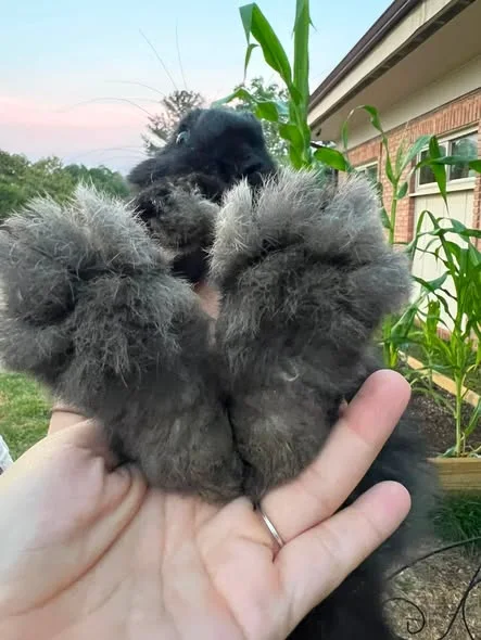Fluffy young rabbits being held with care