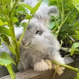 Light colored fluffy rabbit outdoors