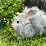 Fluffy rabbit resting in the grass