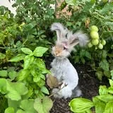Young rabbit exploring greenery